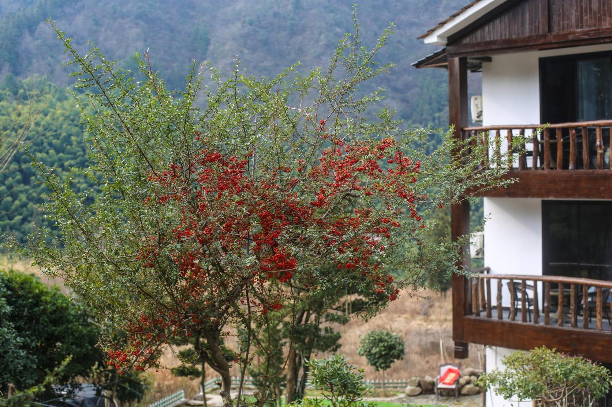 Zhangjiajie Mountainside Zewnętrze zdjęcie